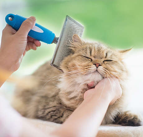 themenwelt bubblenavi katzenpflege 460x440